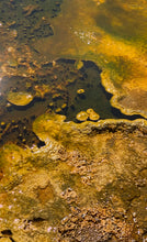 Load image into Gallery viewer, Living Colors #2
